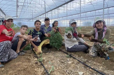 Antalya’da güzlük fide dikimleri başladı 