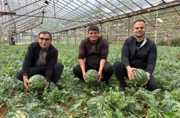 Antalya’da kış karpuzu hasadı için geri sayım başladı 