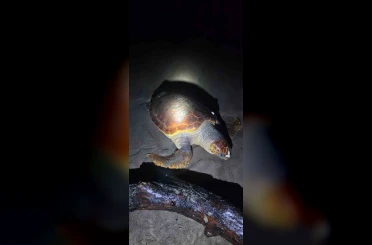Antalya’da sahilde dev caretta caretta ölü bulundu 