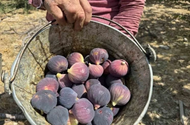 Antalya’da siyah incir hasadında sona gelindi 