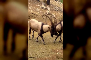 Antalya’da yaban hayatı fotokapanlara yansıdı 
