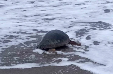 Antalya’da yaralı bulunan Caretta caretta tedavisinin ardından yeniden özgürlüğe kavuştu 