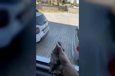 Apartman boşluğuna düşen sığırcık kurtarıldı 