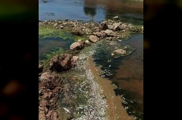Araban Karasu Çayı’nda tedirgin eden toplu balık ölümleri 