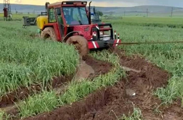 Araban Ovası’nda etkili olan yağışlar yeşil sarımsak hasadını geciktirdi 