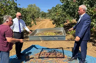 Araban’da Antep fıstığı hasadı başladı
