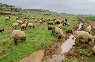 Araban’da kurbanlıklar satışa hazır 