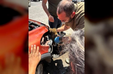 Araç tamponuna sıkışan yavru köpeği veteriner hekimler kurtardı 