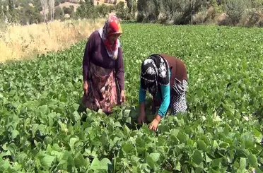 Aracı yok, doğallık var: Çiftçi hem üretiyor hem satıyor
