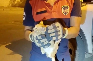 Aracın motor kısmına giren yavru kediyi itfaiye ekipleri kurtardı 