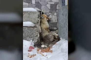 Ardahan’ın Damal ilçesinde yaralanan tilkiye belediye başkanı sahip çıktı 