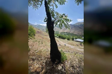 Arılar ağaçta oğul verdi: Dallar arıların ağırlığıyla eğildi 