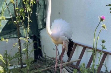 Arnavutköy’de ormanlık alanda kanadı kırık flamingo bulundu 