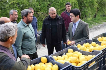 Arsuz’da limon hasadı başladı 