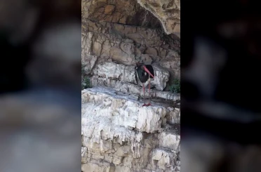 Artvin’de kara leylek görüntülendi 