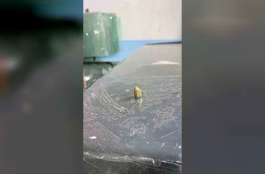 Artvin’de maganda kurşunu park halindeki araca ve iş yerine isabet etti 