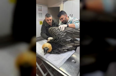 Artvin’de sakallı akbaba tedavisinin ardından yeniden doğaya salındı 