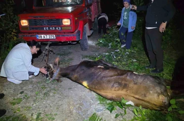 Artvin’de uçuruma yuvarlanan inek ekiplerin çabasıyla kurtarıldı 