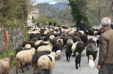 Artvin’de zorlu yayla göçü başladı 