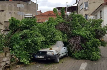 Asırlık ağaç park halindeki aracın üzerine devrildi 