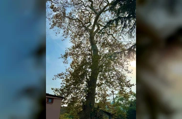 Asırlık çınar ağacının koruma altına alınması bekleniyor 