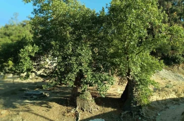 Asırlık çınar ağaçların koruma altına alınması isteniyor 