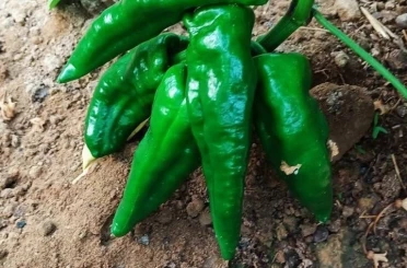 Ata tohumu Emcelli Biberi kilosu 400 TL’den satılıyor 