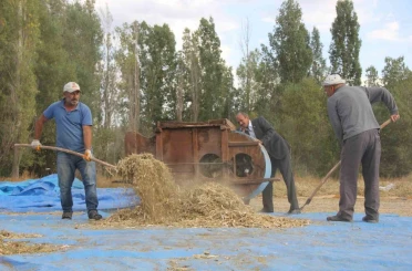 Ata tohumu fasulyeler geleneksel yöntemlerle üretiliyor 
