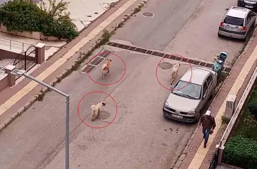 Atakum’da başıboş köpek tedirginliği
