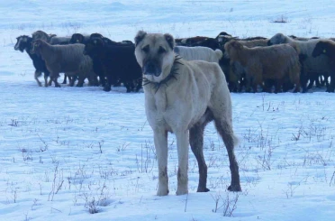 Atatürk’ün onayıyla Erzurum’dan okyanusu aşan köpekler 