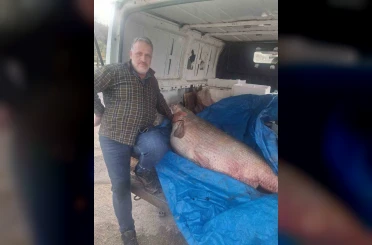 Av yasağının bittiği gün 130 kiloluk turna balığı yakaladı, nasıl doğrayacağını düşünmeye başladı 