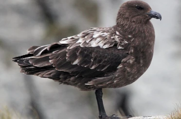 Avustralya ana karasında ilk H5N1 kuş gribi vakası şüphesi 