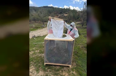 Aydın ormanlarında çam kese böceğine karşı kapsamlı mücadele 