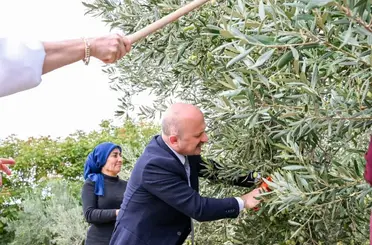 Aydın Valisi Varol, kadın çiftçilerle zeytin topladı
