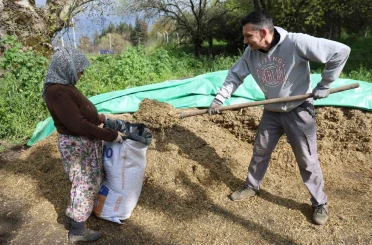 Aydın’da bahar bereketi, yağışlar hayvancılık sektörüne yaradı 