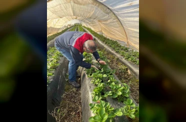 Aydın’da hasat öncesi çilek bahçeleri kontrol edildi 