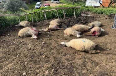 Aydın’da kurt saldırısı vatandaşları tedirgin etti 
