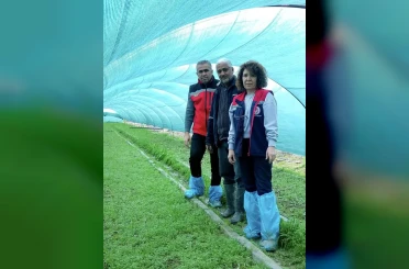 Aydın’da salep orkidesi üretimi büyüyor 