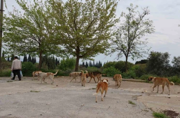 Aydın’da sokak köpeği sorunu devam ediyor 
