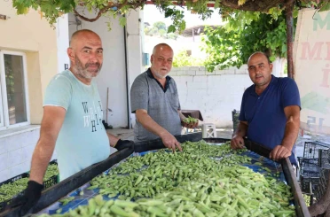 Aydın’ın bamyası Türkiye’nin dört bir yanına gönderiliyor 