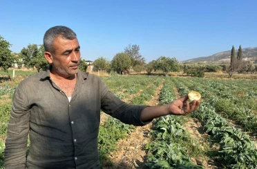 Aydın’ın tescilli ürününü enginarın kaymağını başkaları yiyor 