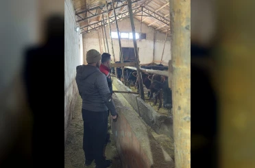 Aydıntepe’de hayvancılığa destek kapsamında düve teslimatları sürüyor 