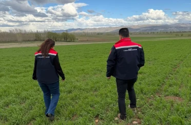 Aydıntepe’de hububat ekili alanlarda hastalık ve zararlı kontrolü yapıldı 