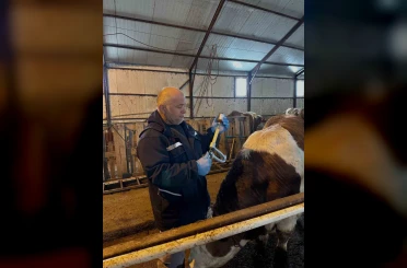Aydıntepe’de şap aşılama ve küpeleme çalışmaları sürüyor 