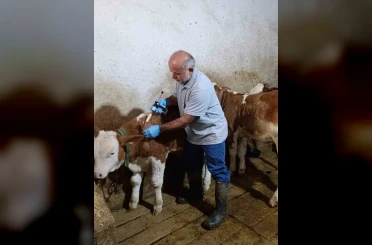 Aydıntepe’de sonbahar şap aşılama kampanyasında sona gelindi 