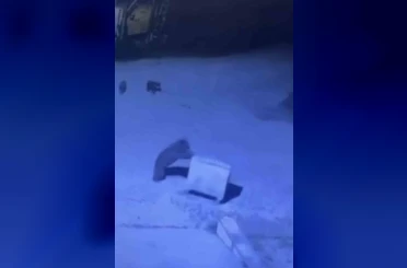 Ayı ailesinin çöp konteyneri ile oyunu 