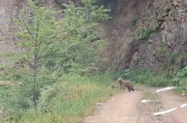 Ayı ve üç yavrusu yolda görüntülendi 