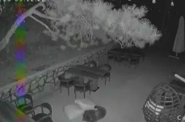 Ayı yavrularının sevimli halleri güvenlik kamerasına yansıdı
