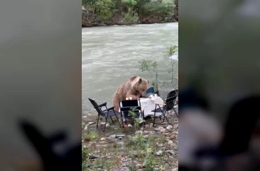 Ayının piknik keyfi kameralara yansıdı 