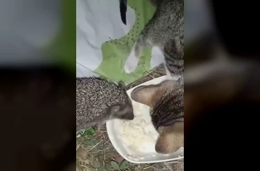 Aynı kaptan yiyen kedi ve kirpinin dostluğu kamerada 